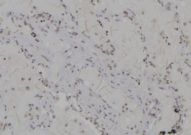 H3K79me3 Antibody in Immunohistochemistry (Paraffin) (IHC (P))