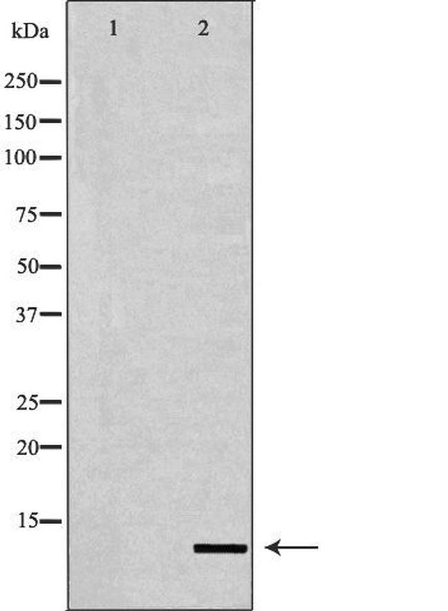 Histone H4 Antibody in Western Blot (WB)