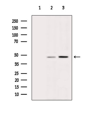 PSMC4 Antibody in Western Blot (WB)