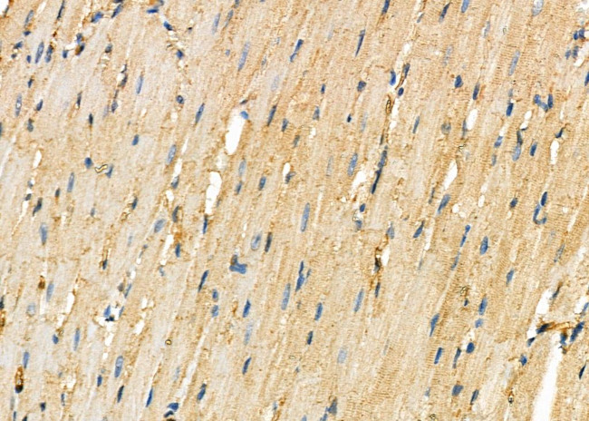 DKK3 Antibody in Immunohistochemistry (Paraffin) (IHC (P))