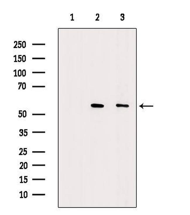 DKK3 Antibody in Western Blot (WB)