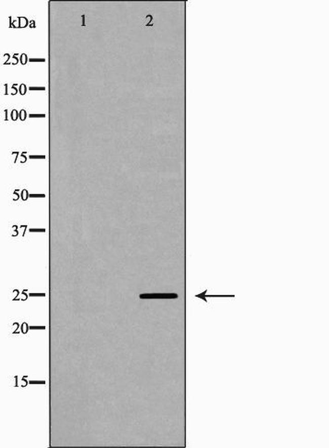 PRG2 Antibody in Western Blot (WB)