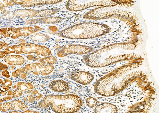 BTC Antibody in Immunohistochemistry (Paraffin) (IHC (P))