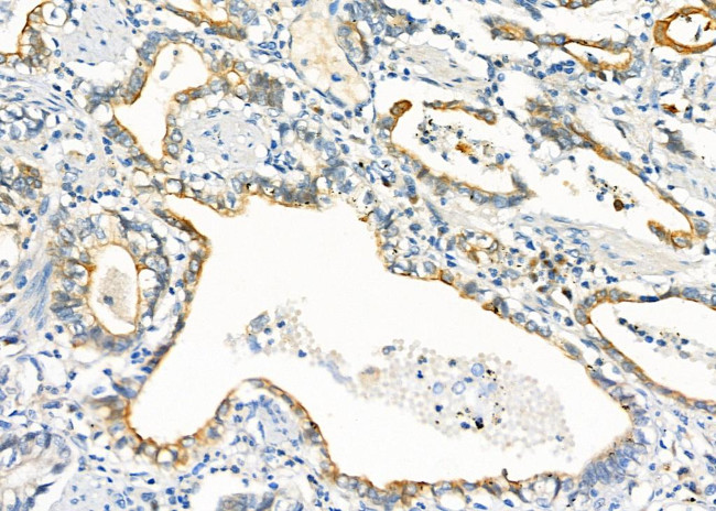 BTC Antibody in Immunohistochemistry (Paraffin) (IHC (P))