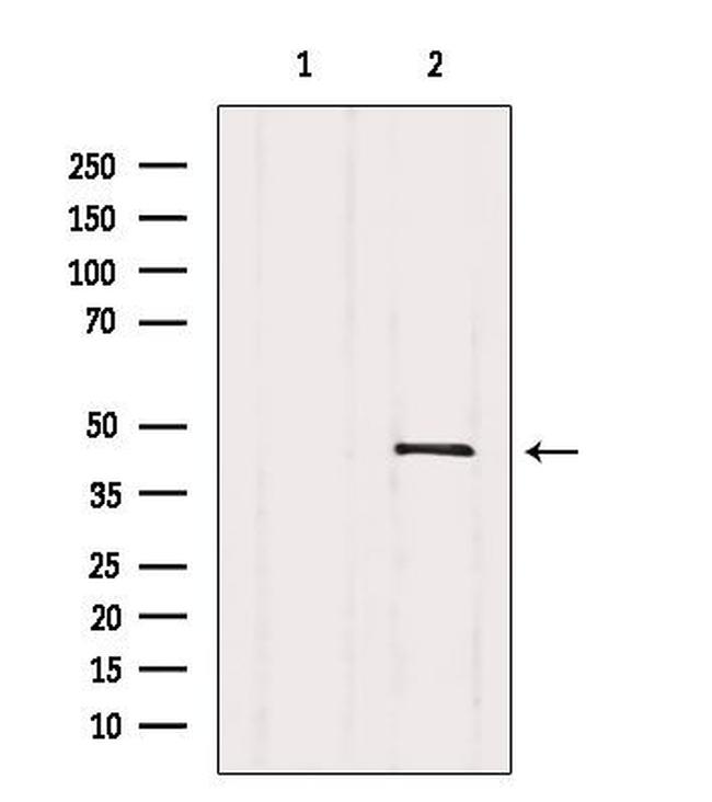 GNA11 Antibody in Western Blot (WB)