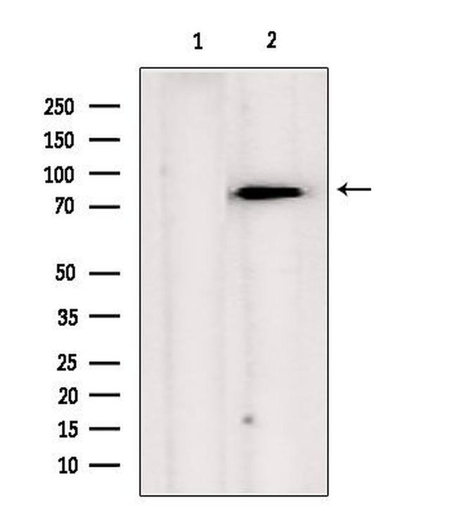 TRAP1 Antibody in Western Blot (WB)