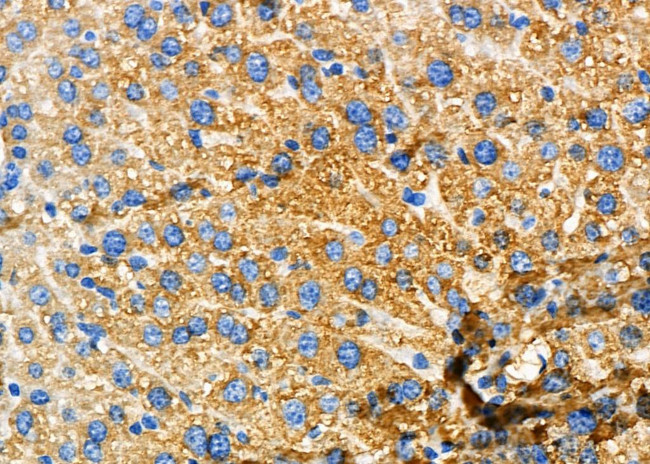 GLRA1 Antibody in Immunohistochemistry (Paraffin) (IHC (P))