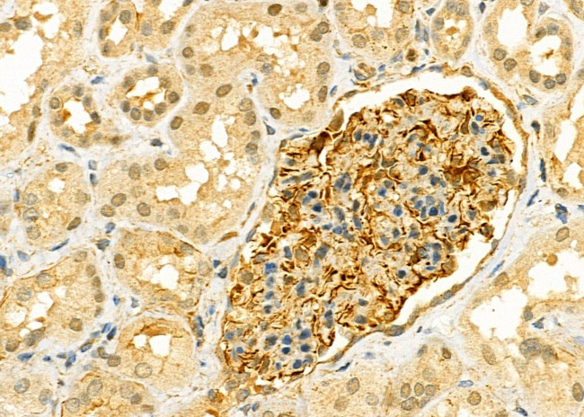 Kallikrein 2 Antibody in Immunohistochemistry (Paraffin) (IHC (P))