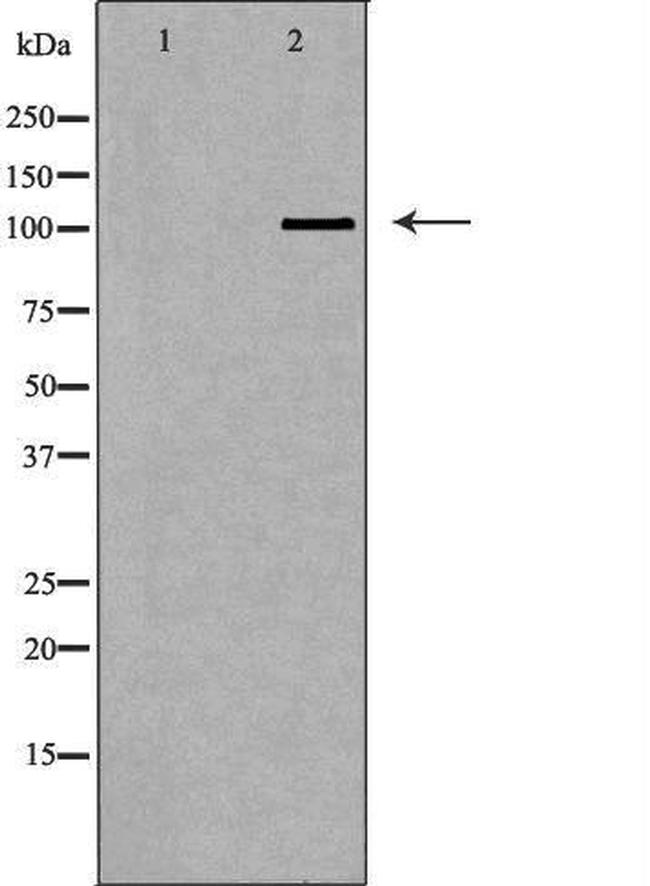 PIWIL2 Antibody in Western Blot (WB)