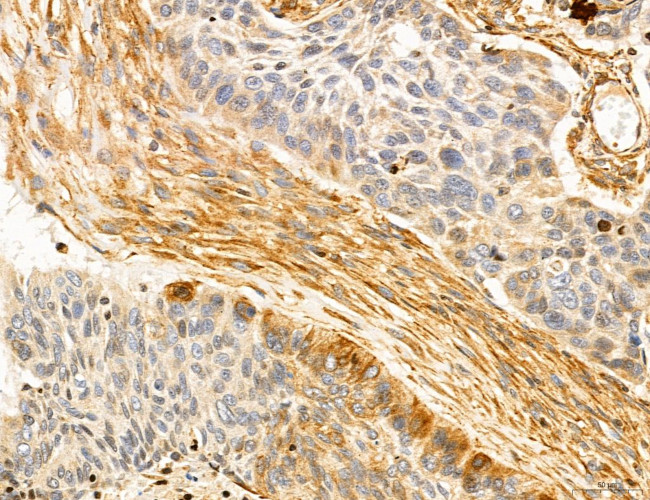 SLC22A8 Antibody in Immunohistochemistry (Paraffin) (IHC (P))