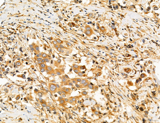 SLC22A8 Antibody in Immunohistochemistry (Paraffin) (IHC (P))