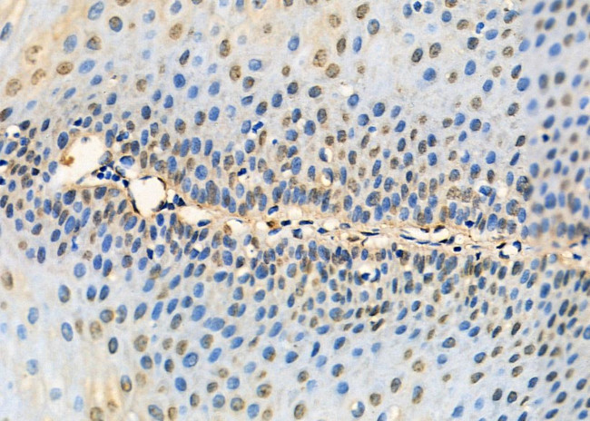 NONO Antibody in Immunohistochemistry (Paraffin) (IHC (P))