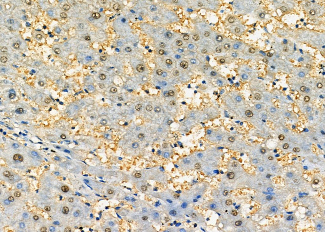 NONO Antibody in Immunohistochemistry (Paraffin) (IHC (P))