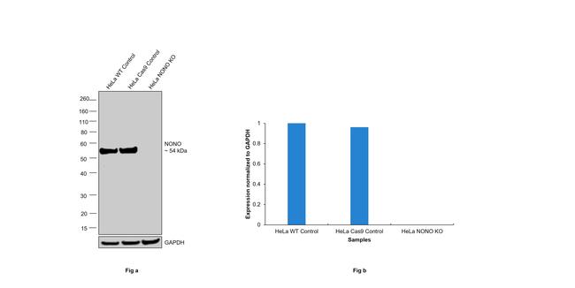 NONO Antibody in Western Blot (WB)