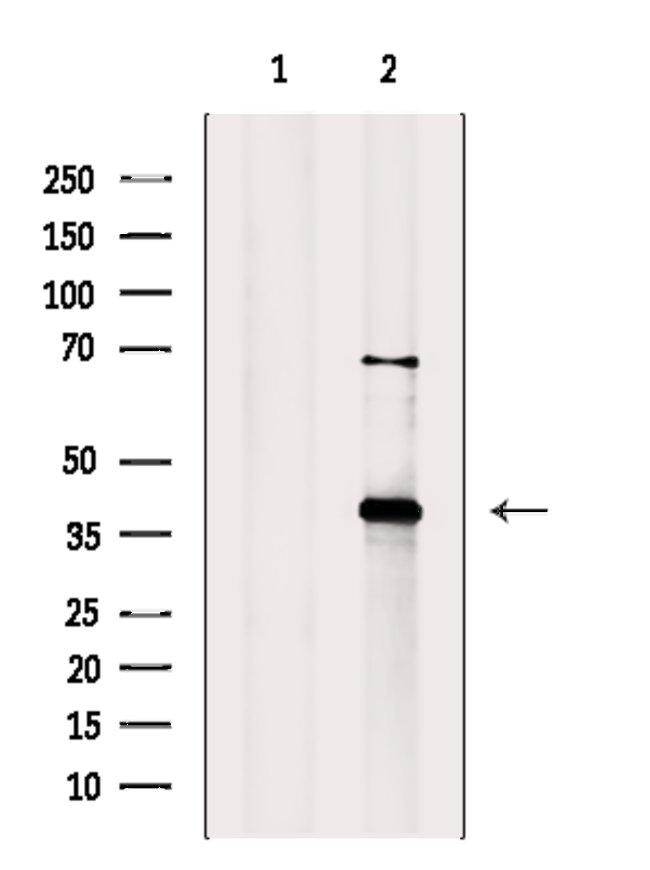 DAO Antibody in Western Blot (WB)