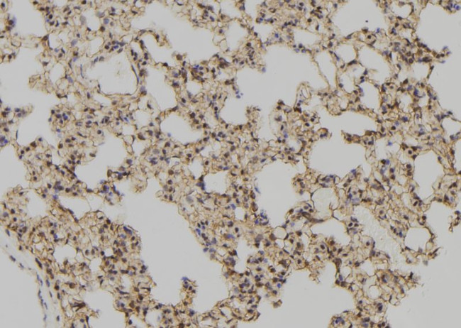 GLRX Antibody in Immunohistochemistry (Paraffin) (IHC (P))