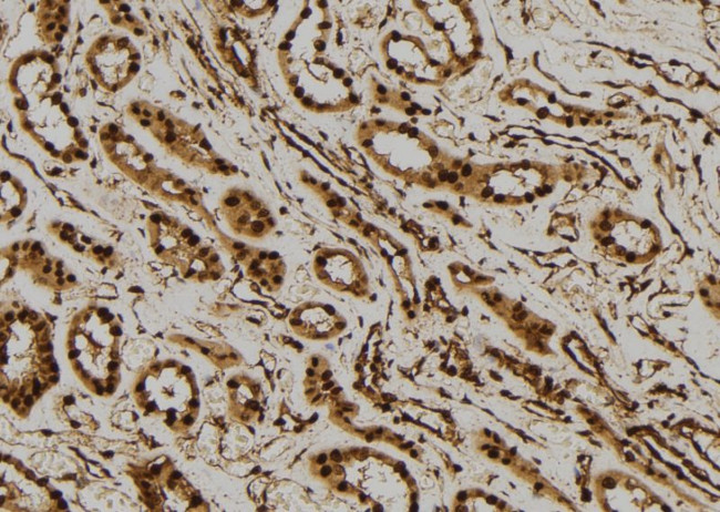 p23 Antibody in Immunohistochemistry (Paraffin) (IHC (P))