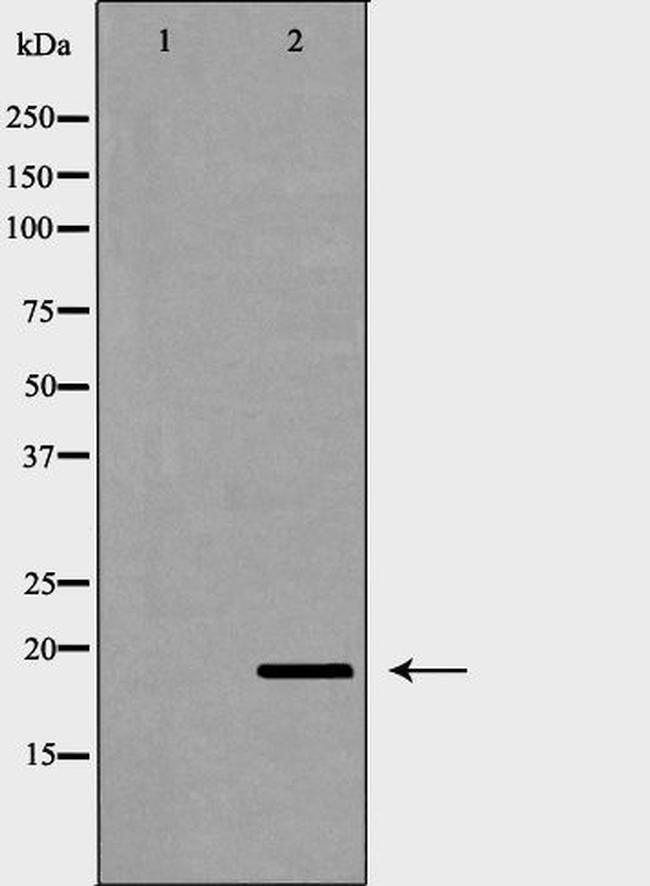 p23 Antibody in Western Blot (WB)