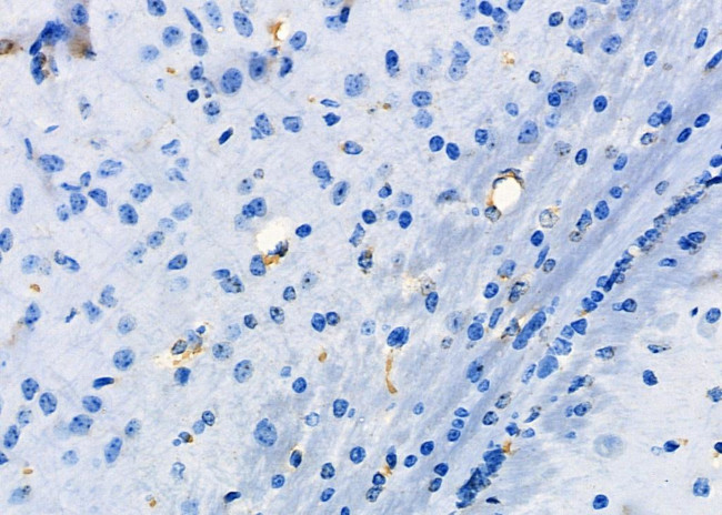 UTS2 Antibody in Immunohistochemistry (Paraffin) (IHC (P))