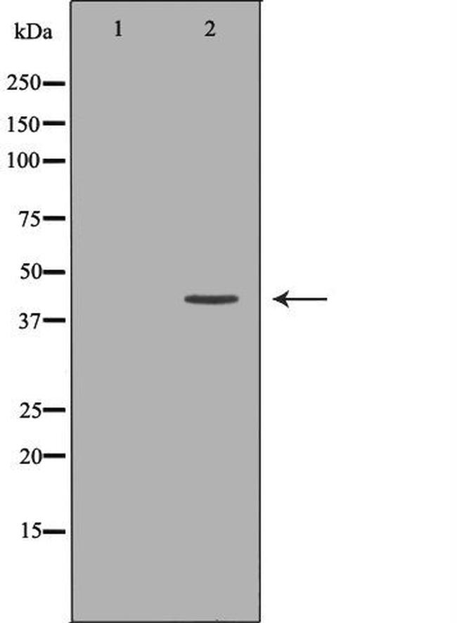 WIF1 Antibody in Western Blot (WB)