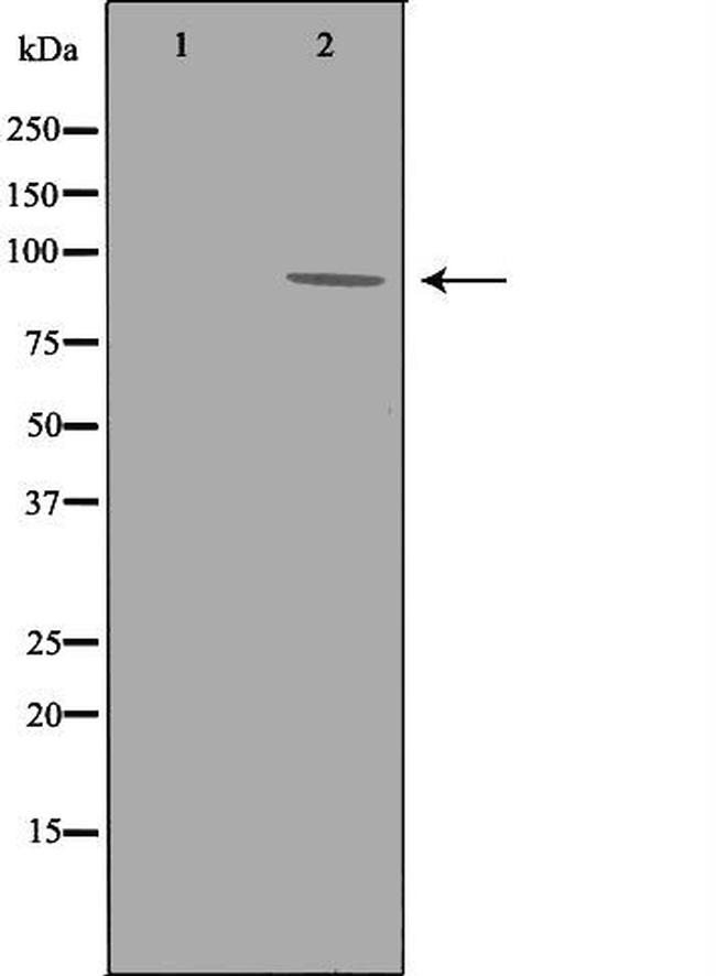 ADAM9 Antibody in Western Blot (WB)