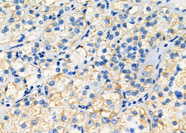 Properdin Antibody in Immunohistochemistry (Paraffin) (IHC (P))