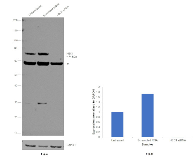 HEC1 Antibody in Western Blot (WB)