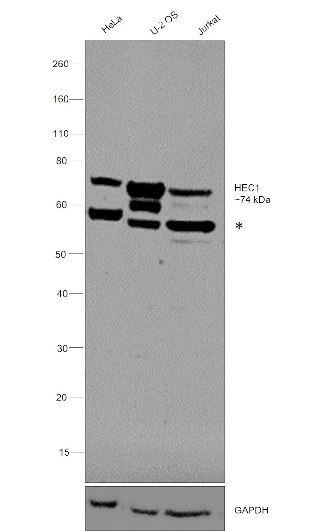 HEC1 Antibody in Western Blot (WB)