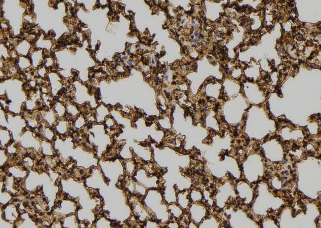 PEPD Antibody in Immunohistochemistry (Paraffin) (IHC (P))