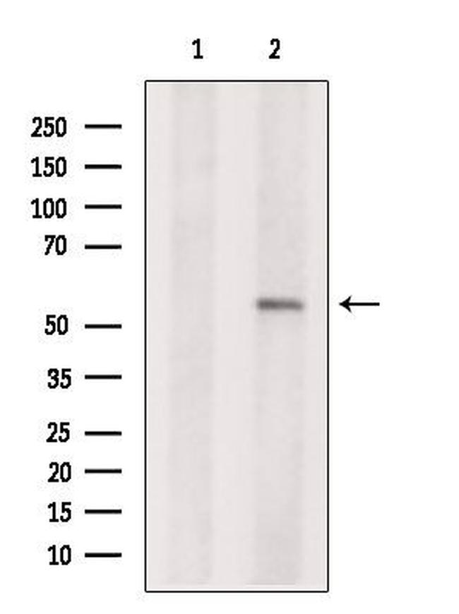 PEPD Antibody in Western Blot (WB)