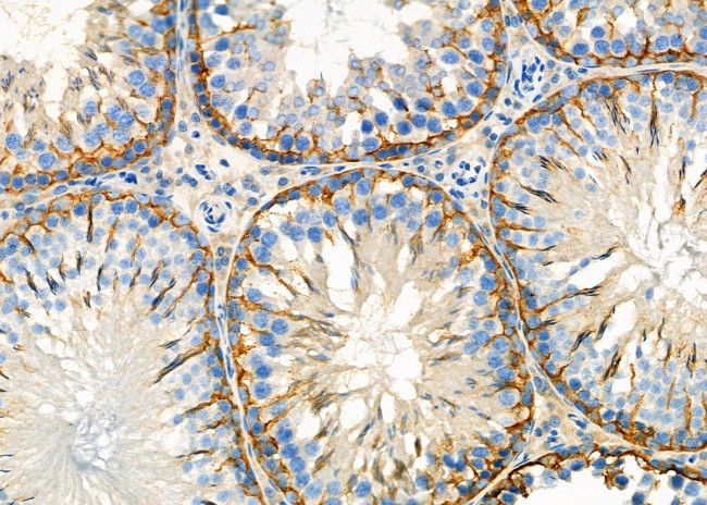 PACT Antibody in Immunohistochemistry (Paraffin) (IHC (P))