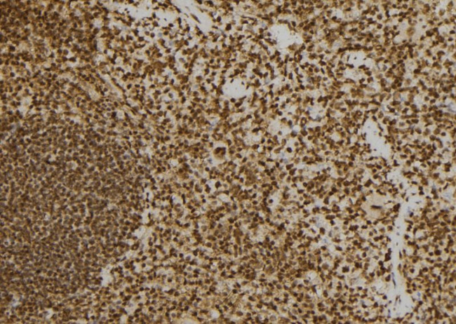 PACT Antibody in Immunohistochemistry (Paraffin) (IHC (P))