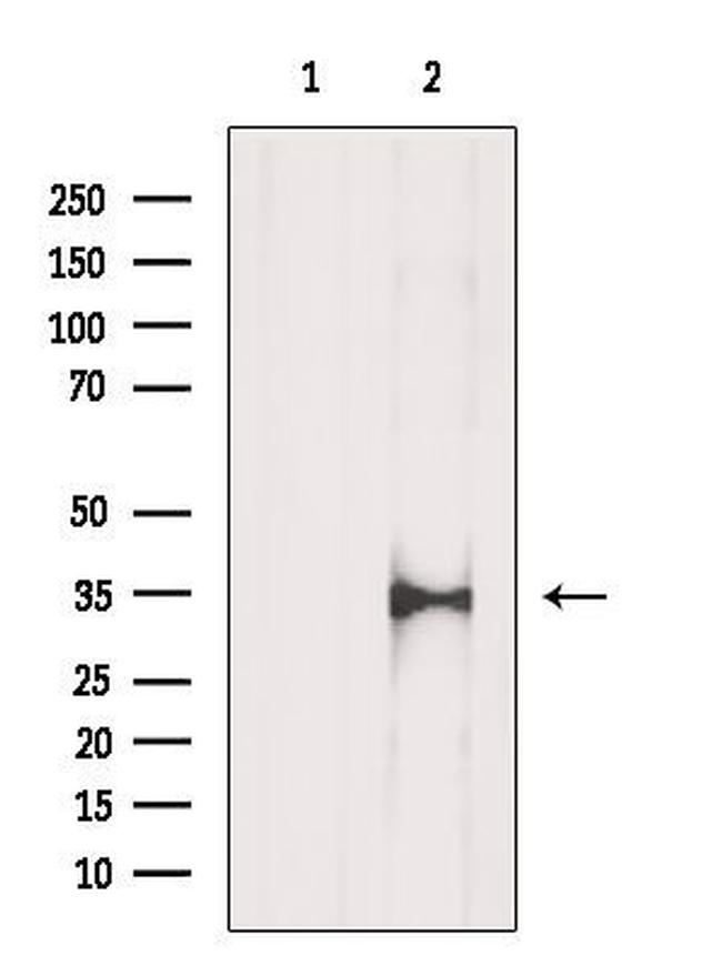 PACT Antibody in Western Blot (WB)