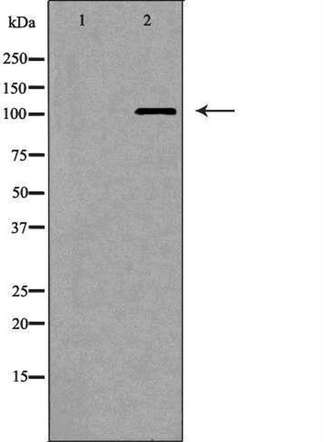 MERTK Antibody in Western Blot (WB)