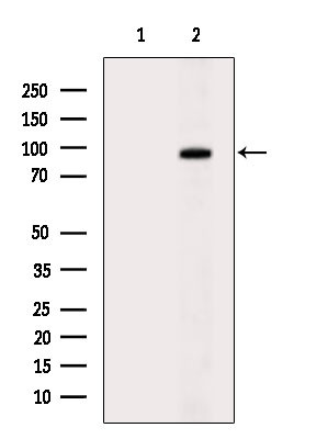 MCAK Antibody in Western Blot (WB)