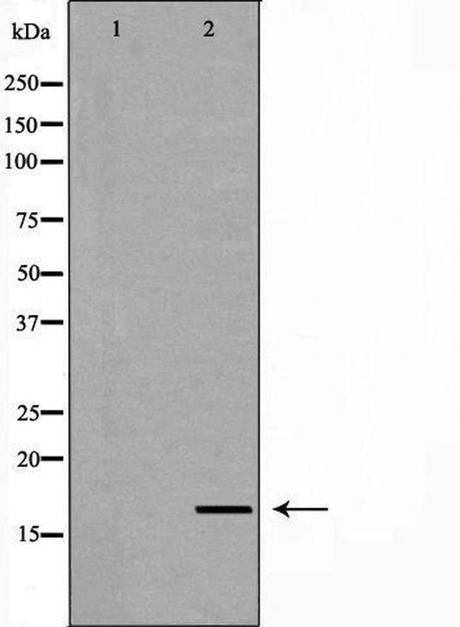 LITAF Antibody in Western Blot (WB)