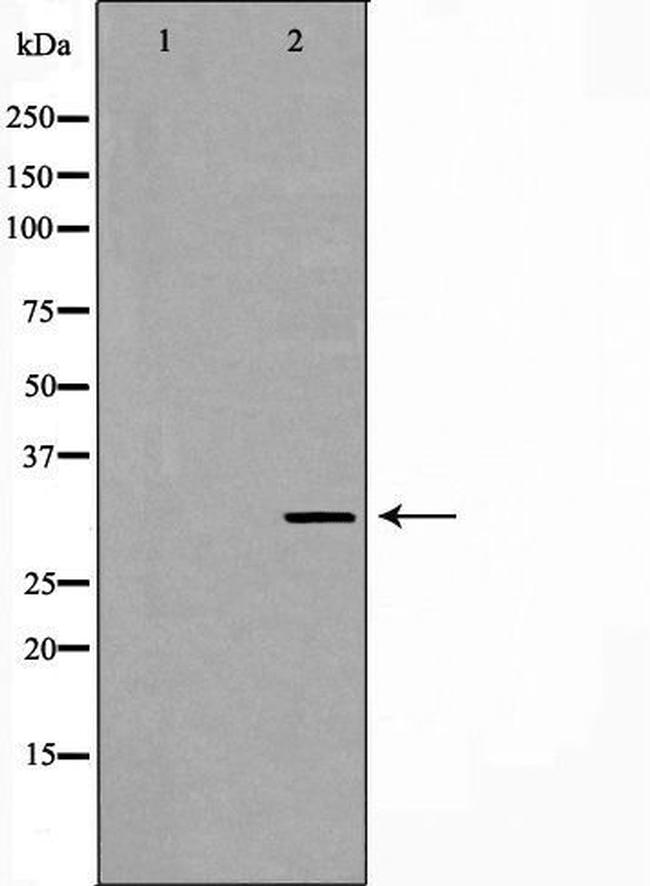 PEX19 Antibody in Western Blot (WB)