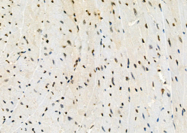 UBD Antibody in Immunohistochemistry (Paraffin) (IHC (P))