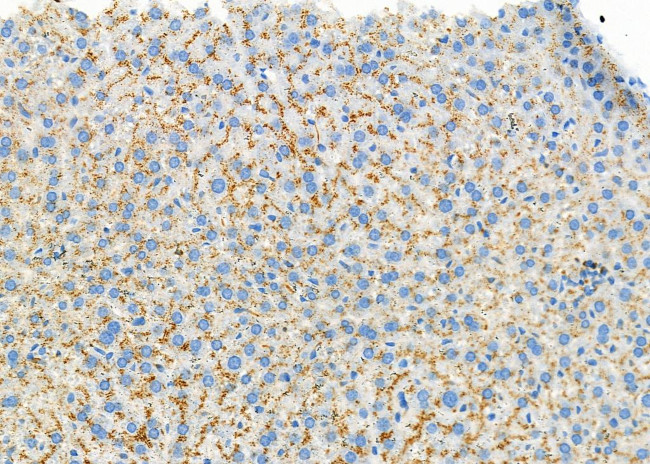 UGT1A4 Antibody in Immunohistochemistry (Paraffin) (IHC (P))