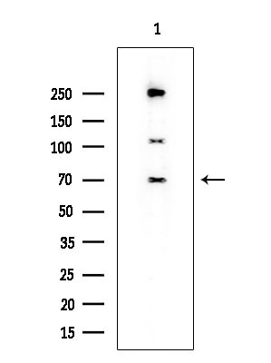 KLC1 Antibody in Western Blot (WB)