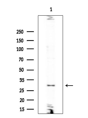 PNMT Antibody in Western Blot (WB)