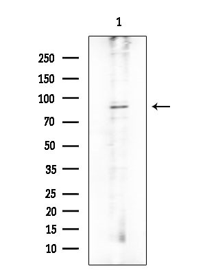 OCA2 Antibody in Western Blot (WB)