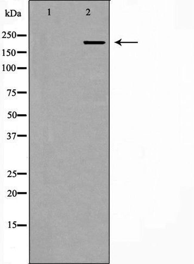 PCM1 Antibody in Western Blot (WB)