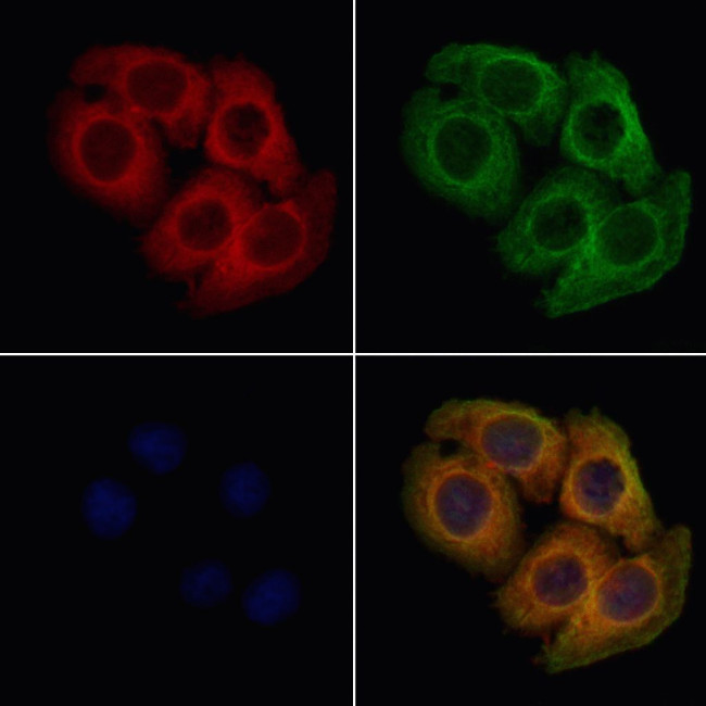 ATP1B1 Antibody in Immunocytochemistry (ICC/IF)