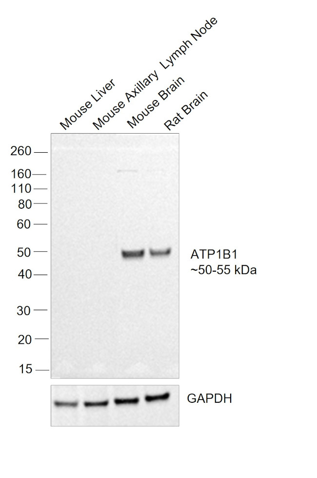 ATP1B1 Antibody