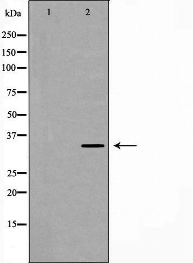 ATP1B1 Antibody in Western Blot (WB)