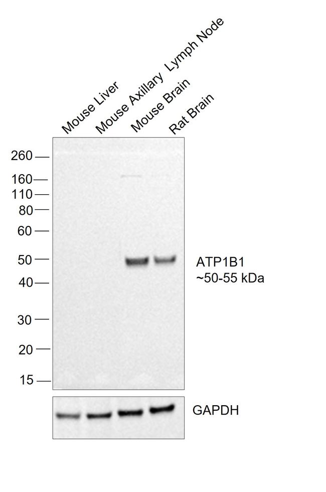 ATP1B1 Antibody in Western Blot (WB)