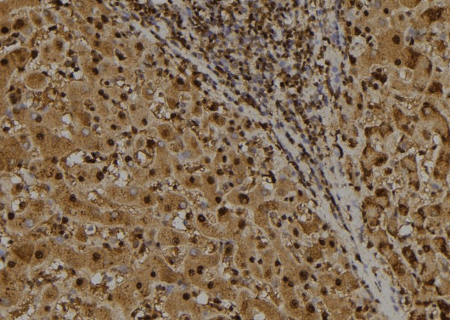 IRF7 Antibody in Immunohistochemistry (Paraffin) (IHC (P))