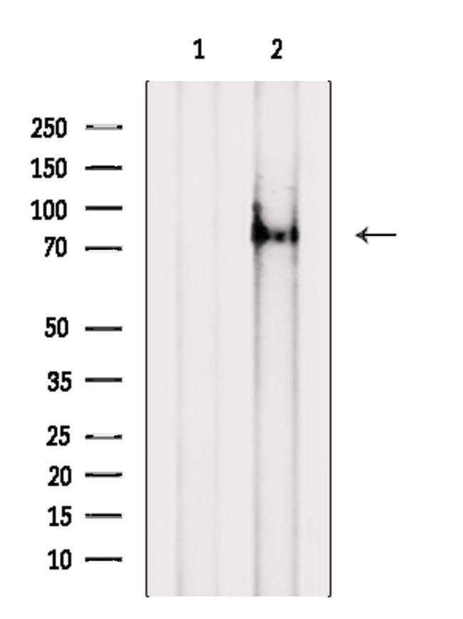 DVL1 Antibody in Western Blot (WB)