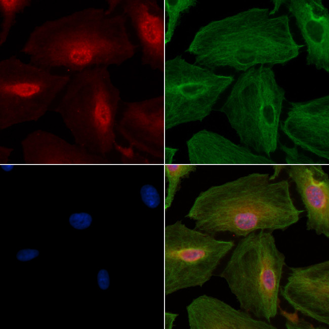 Phospho-nrf2 (Ser40) Antibody in Immunocytochemistry (ICC/IF)